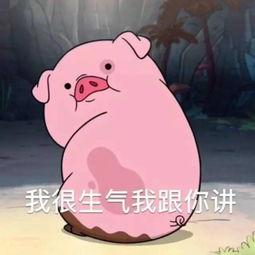 网红猪小粉猪,网红猪的逆袭之路